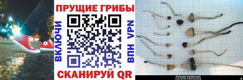 Галлюциногенные грибы Psilocybine cubensis  Купить  Алупка 